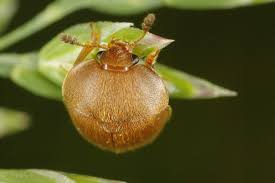 Attēlu rezultāti vaicājumam “Cychramus luteus”