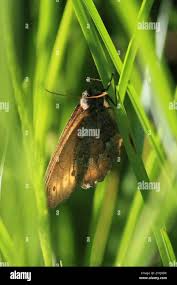 Attēlu rezultāti vaicājumam “Oeneis jutta”