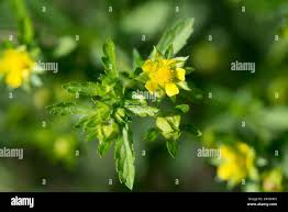 Attēlu rezultāti vaicājumam “Potentilla supina”