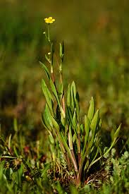Attēlu rezultāti vaicājumam “Ranunculus flammula”