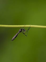 Attēlu rezultāti vaicājumam “Insecta”