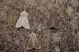 Attēlu rezultāti vaicājumam “Diaphora mendica”