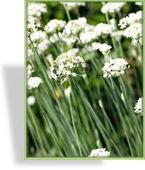 Image result for Schnittknoblauch