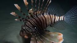 Image result for Pterois miles
