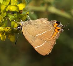 Attēlu rezultāti vaicājumam “Satyrium w-album”