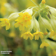 Attēlu rezultāti vaicājumam “Primula veris fruit”