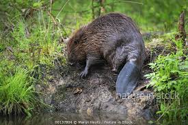 Attēlu rezultāti vaicājumam “Castor fiber”