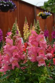 Image result for Antirrhinum majus