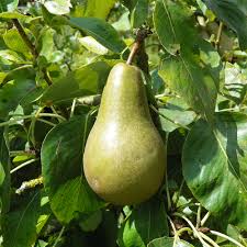 Attēlu rezultāti vaicājumam “Pyrus communis fruit”