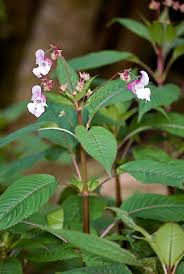 Attēlu rezultāti vaicājumam “Impatiens glandulifera leaf”