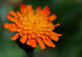 Attēlu rezultāti vaicājumam “Pilosella aurantiaca”