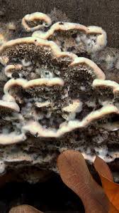 Attēlu rezultāti vaicājumam “Postia undosa”