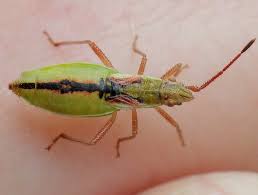 Attēlu rezultāti vaicājumam “Myrmus miriformis”