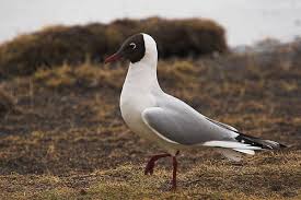 Attēlu rezultāti vaicājumam “Larus ridibundus”