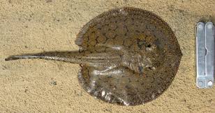 Image result for Styracura pacifica