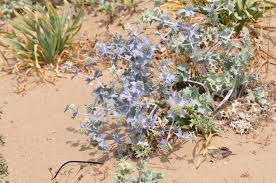 Attēlu rezultāti vaicājumam “Eryngium maritimum”