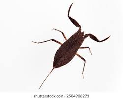 Attēlu rezultāti vaicājumam “Nepa cinerea nymph”