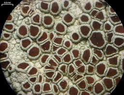 Attēlu rezultāti vaicājumam “Lecanora argentata”