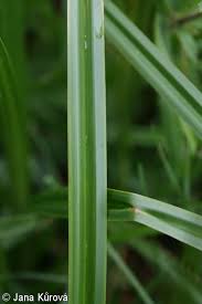 Attēlu rezultāti vaicājumam “Scirpus sylvaticus fruit”