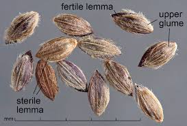 Attēlu rezultāti vaicājumam “Digitaria ischaemum leaf”