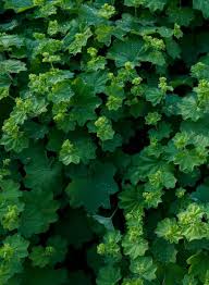 Image result for Alchemilla vulgaris