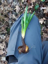 Image result for Herbstzeitlose