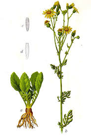 Attēlu rezultāti vaicājumam “Jacobaea vulgaris leaf”