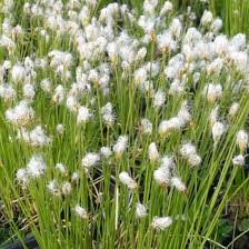 Attēlu rezultāti vaicājumam “Trichophorum alpinum”