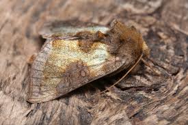 Attēlu rezultāti vaicājumam “Diachrysia tutti”