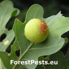 Attēlu rezultāti vaicājumam “Cynips quercusfolii”