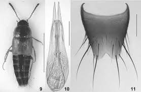 Attēlu rezultāti vaicājumam “Tachyporus sp.”