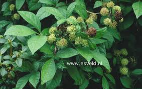 Attēlu rezultāti vaicājumam “Eleutherococcus sessiliflorus”