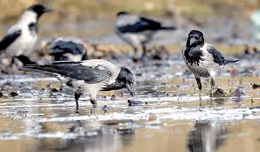 Attēlu rezultāti vaicājumam “Corvus cornix juvenile”