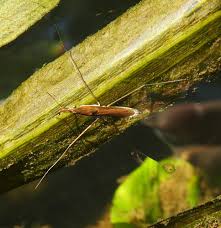 Attēlu rezultāti vaicājumam “Limnoporus rufoscutellatus”