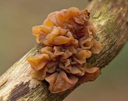 Attēlu rezultāti vaicājumam “Tremella ramalinae”