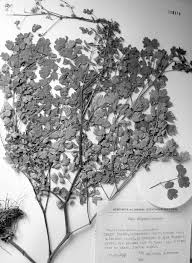 Attēlu rezultāti vaicājumam “Thalictrum minus”