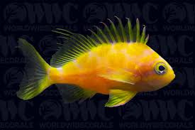 Attēlu rezultāti vaicājumam “Arthonia byssacea”