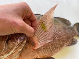 Image result for Lutjanus cyanopterus