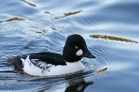 Attēlu rezultāti vaicājumam “Bucephala clangula male”