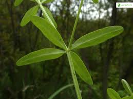 Attēlu rezultāti vaicājumam “Galium elongatum leaf”