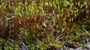 Attēlu rezultāti vaicājumam “Brachythecium rutabulum sporophyte”