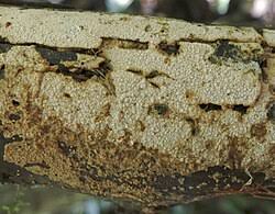 Attēlu rezultāti vaicājumam “Radulomyces confluens”