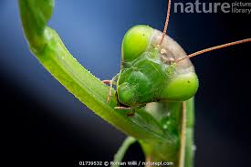 Attēlu rezultāti vaicājumam “Mantis religiosa”