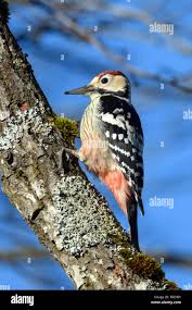 Attēlu rezultāti vaicājumam “Dendrocopos leucotos male”