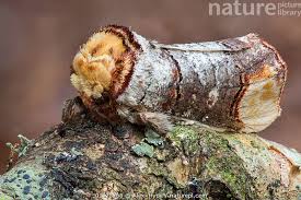 Attēlu rezultāti vaicājumam “Phalera bucephala”