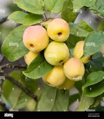 Attēlu rezultāti vaicājumam “Malus prunifolia fruit”