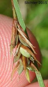 Attēlu rezultāti vaicājumam “Carex paupercula”
