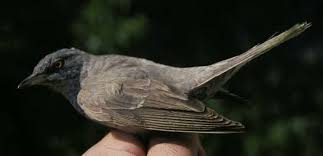 Attēlu rezultāti vaicājumam “Sylvia nisoria”