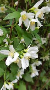 Attēlu rezultāti vaicājumam “Philadelphus lemoinei”