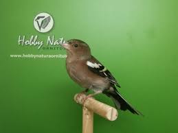 Attēlu rezultāti vaicājumam “Fringilla coelebs female”